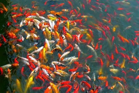 金魚數量 風水|養魚能招財，10條最實用的養魚風水（你一定要知道）。